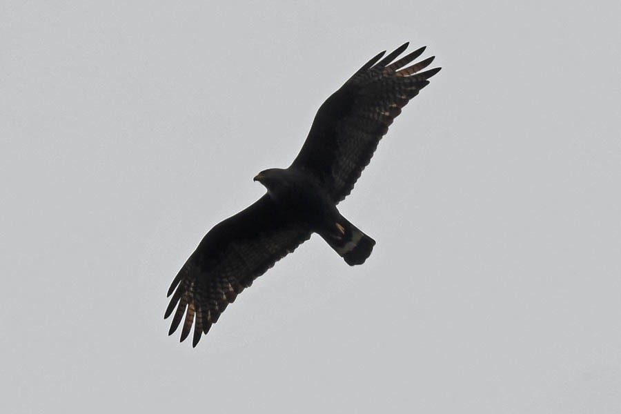 Zone-tailed Hawk - ML148388571