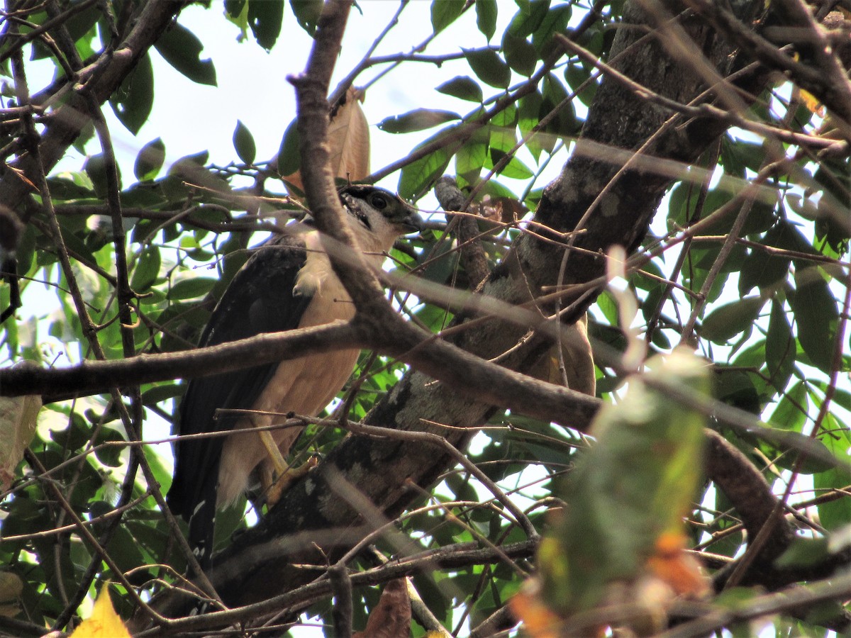 Collared Forest-Falcon - Leticia Andino Biologist and Birding Tour Guide