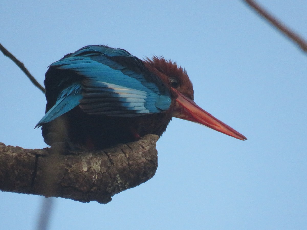 White-throated Kingfisher - George Kuriakose  Basil