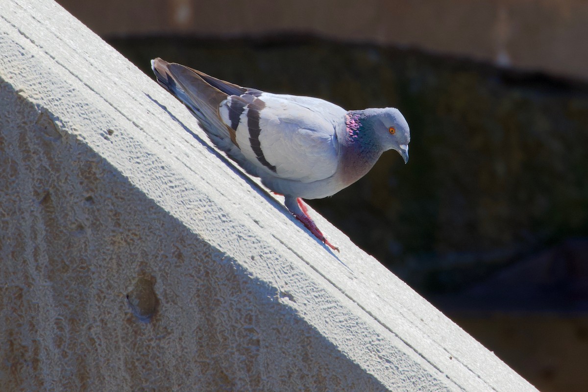 Rock Pigeon (Feral Pigeon) - ML148394071