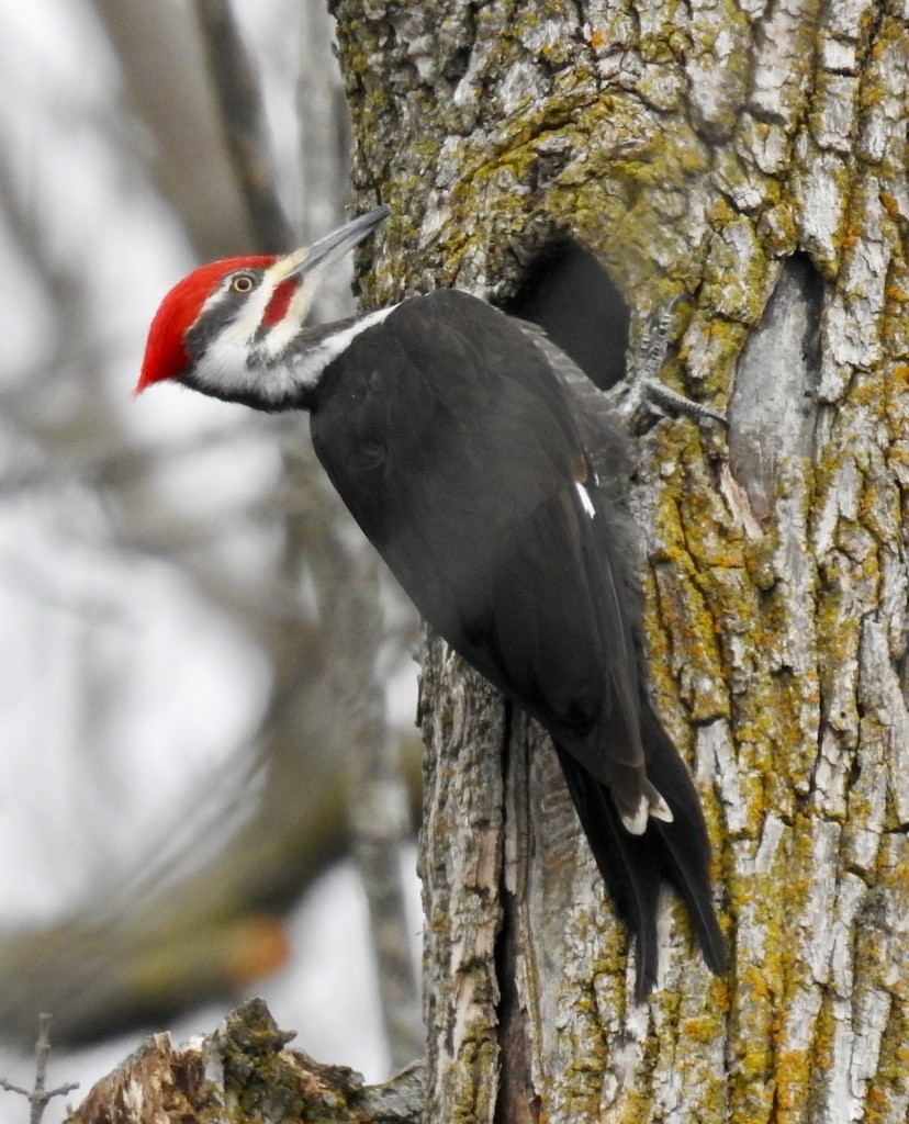 Pileated Woodpecker - David Whitehouse