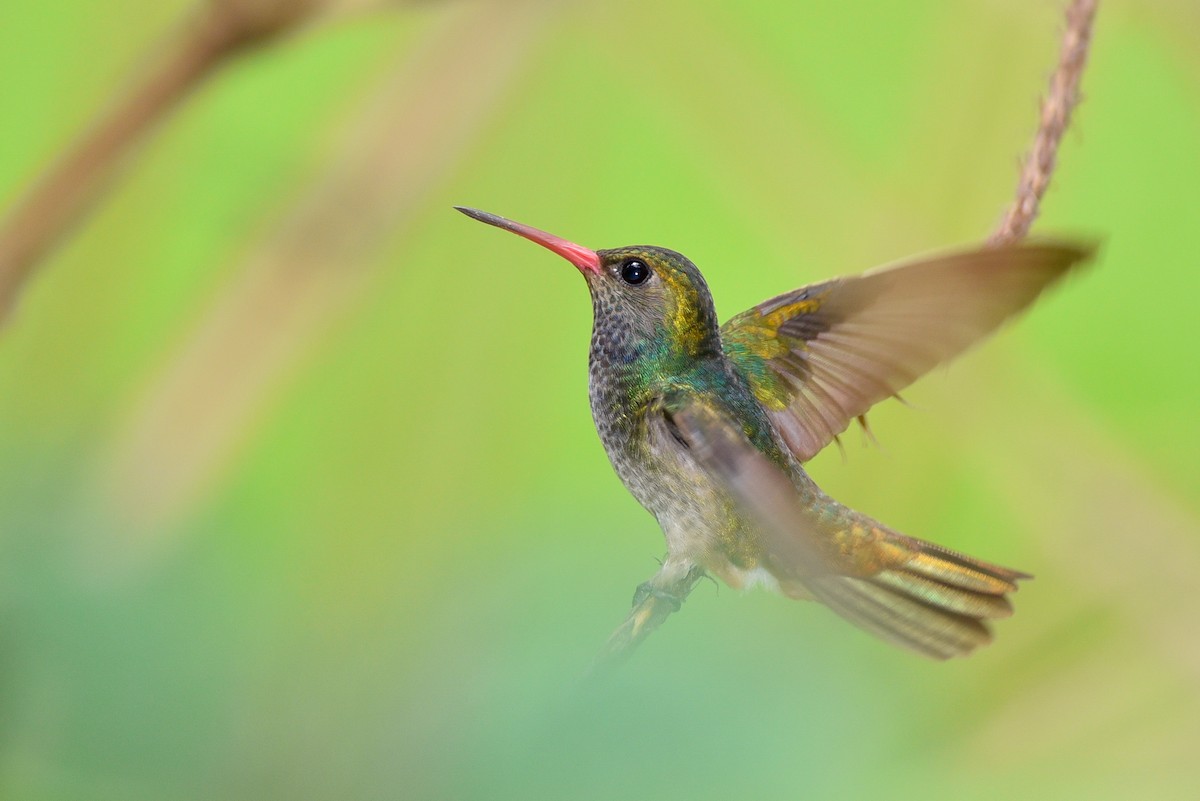 Blue-throated Goldentail - ML148396801