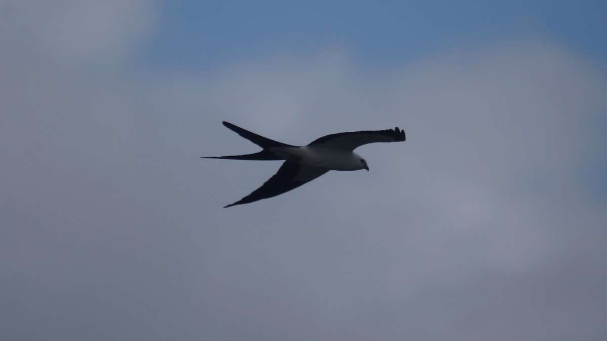 Swallow-tailed Kite - Bryan White