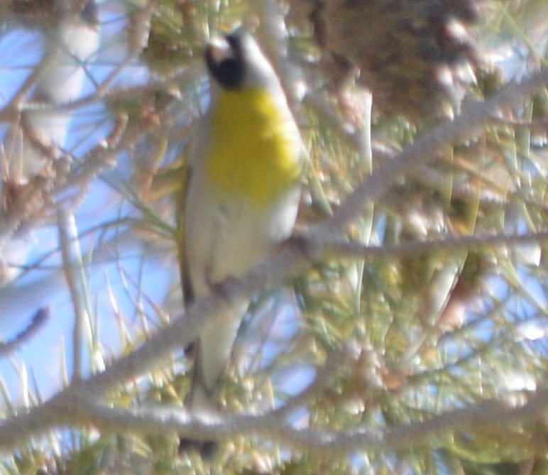 Lawrence's Goldfinch - ML148401651
