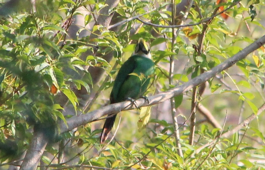 Northern Emerald-Toucanet - Nestor Herrera