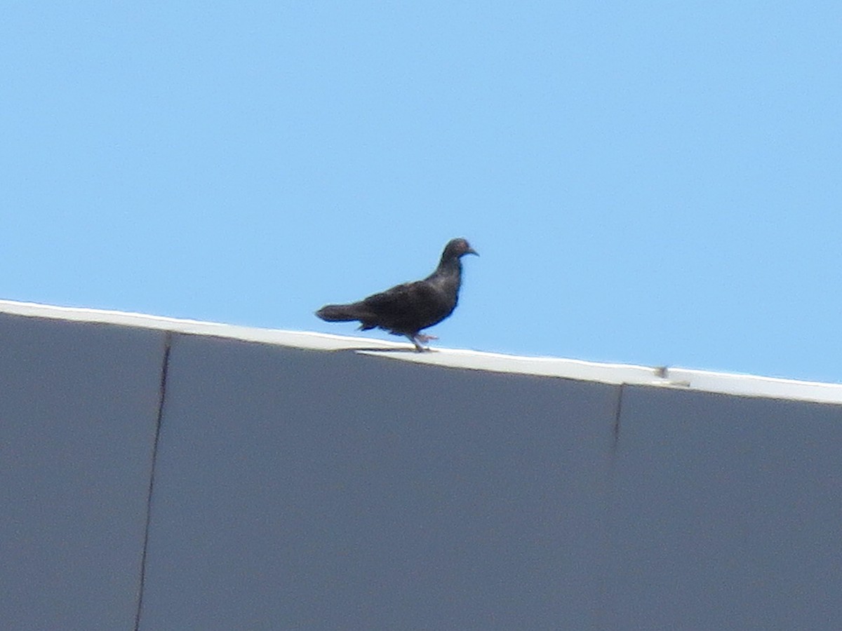 Rock Pigeon (Feral Pigeon) - ML148404031