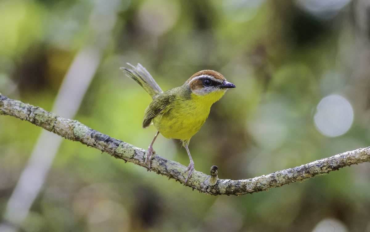 Rufous-capped Warbler - Roni Martinez