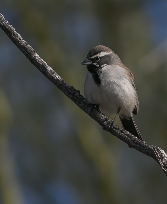 Black-throated Sparrow - Michael Davis