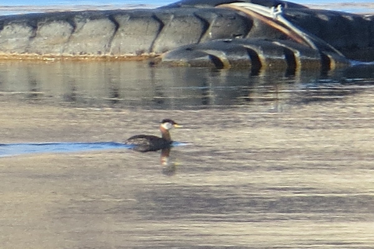 Red-necked Grebe - ML148405291