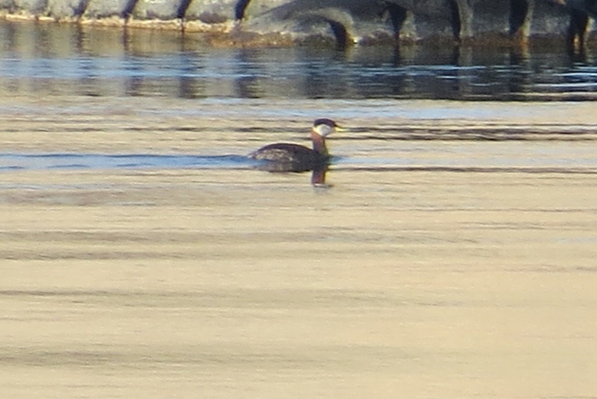 Red-necked Grebe - ML148405311