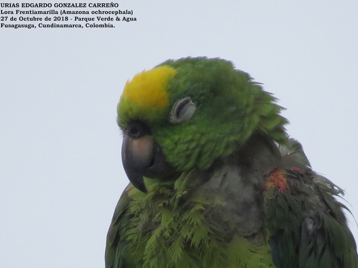Yellow-crowned Parrot - Urias Edgardo  Gonzalez Carreño