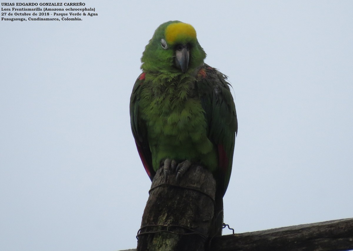 Yellow-crowned Parrot - Urias Edgardo  Gonzalez Carreño