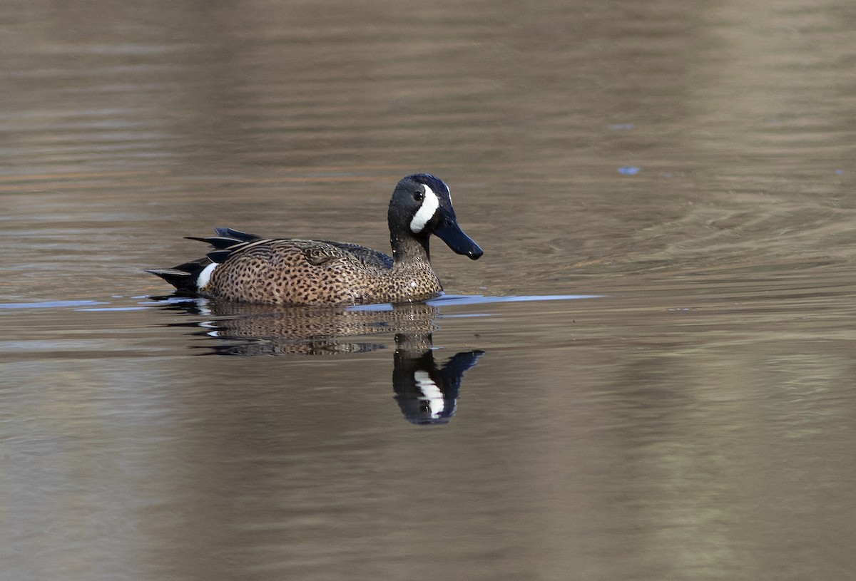 Blue-winged Teal - ML148407251