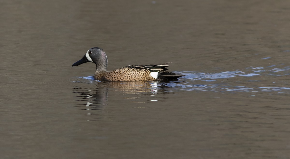 Blue-winged Teal - ML148407281