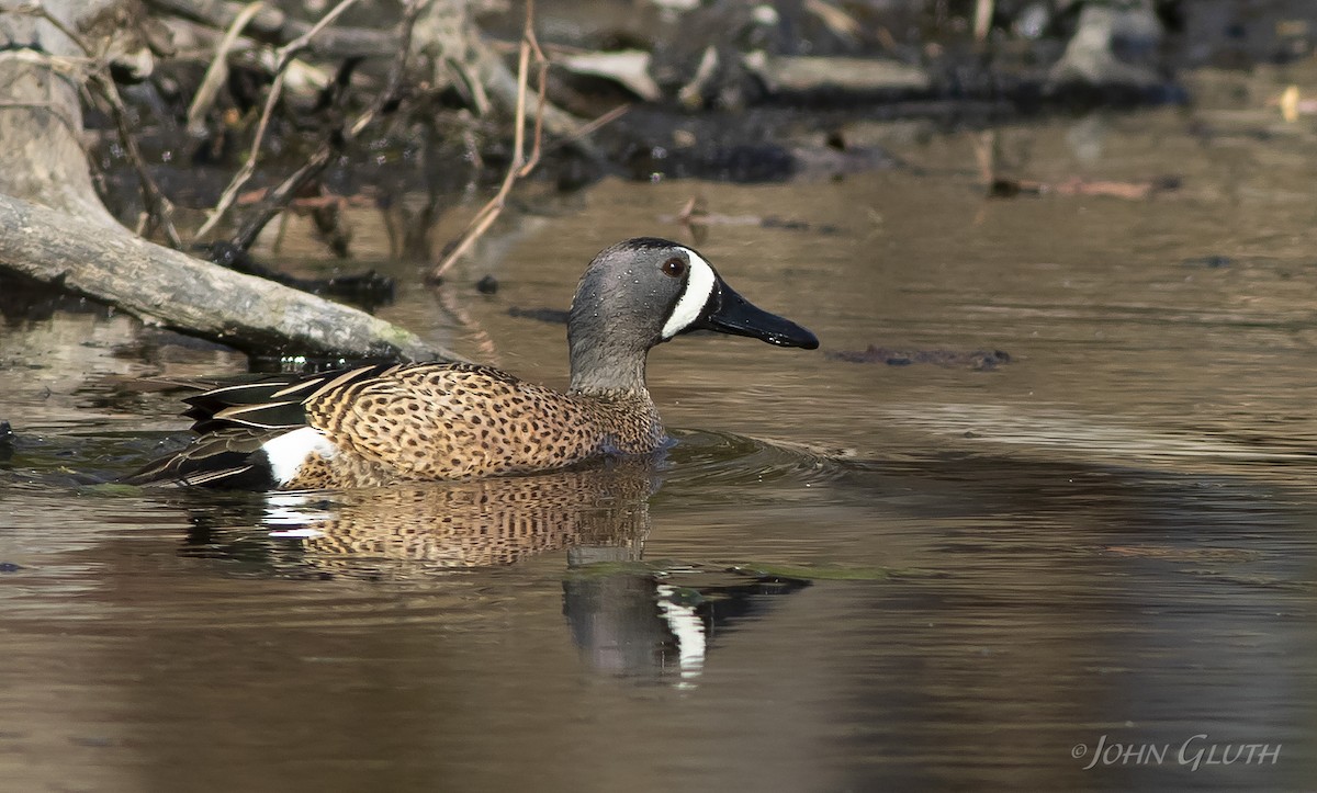 Blue-winged Teal - ML148407371