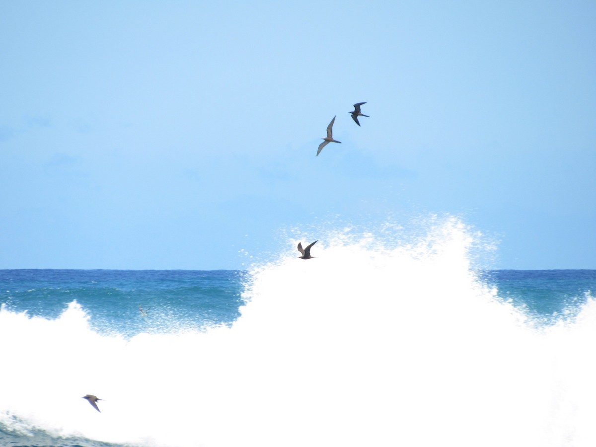 eBird Checklist 31 Mar 2019 Kahuku Beach Seawatch 4 species