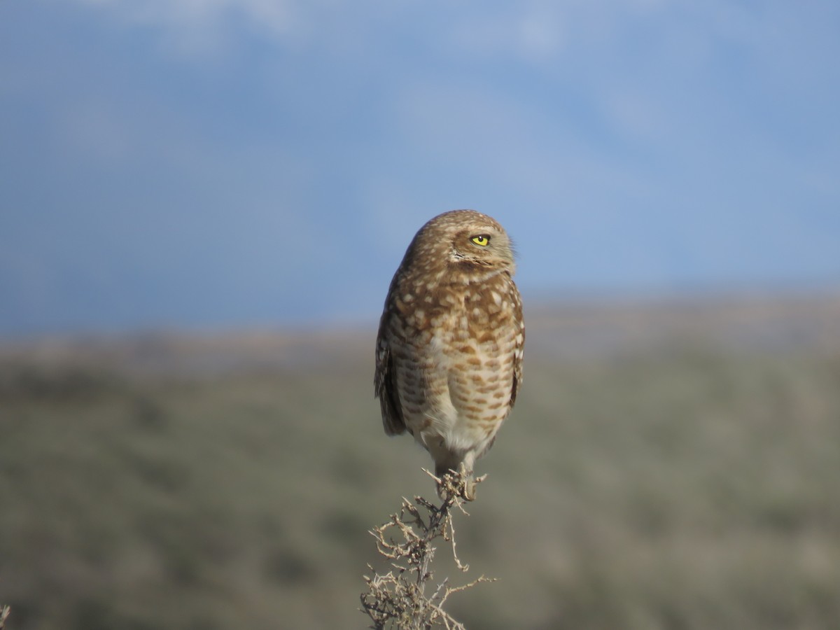 Burrowing Owl (Western) - Bryant Olsen