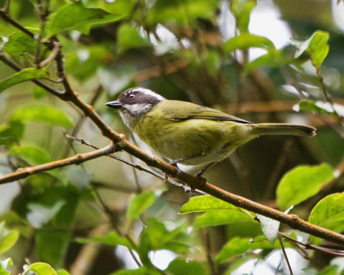 Sooty-capped Chlorospingus - ML148409481
