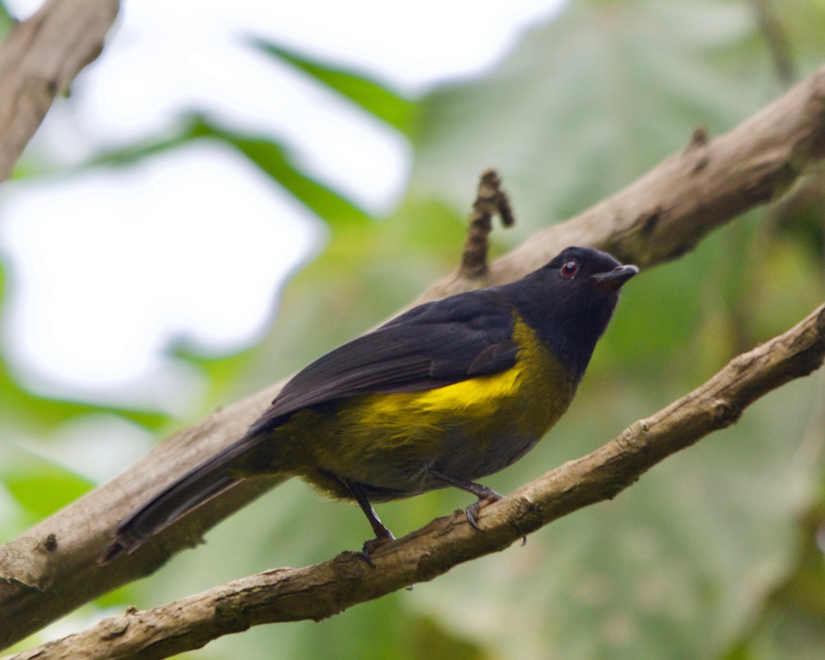 Black-and-yellow Silky-flycatcher - ML148409981