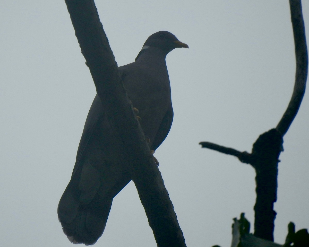 Band-tailed Pigeon - ML148410861