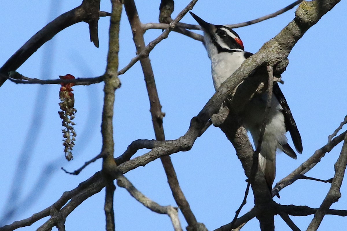 Hairy Woodpecker - Stephen Fettig