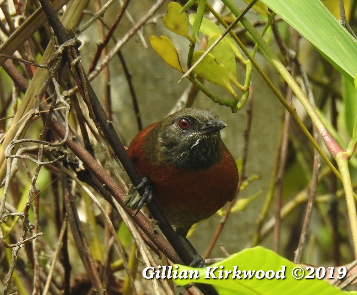 Rufous-breasted Spinetail - ML148411701