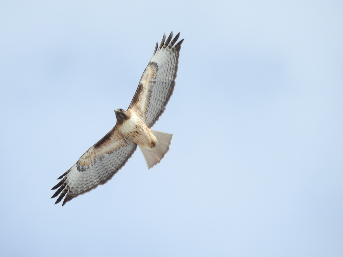 Red-tailed Hawk - Shane Sater