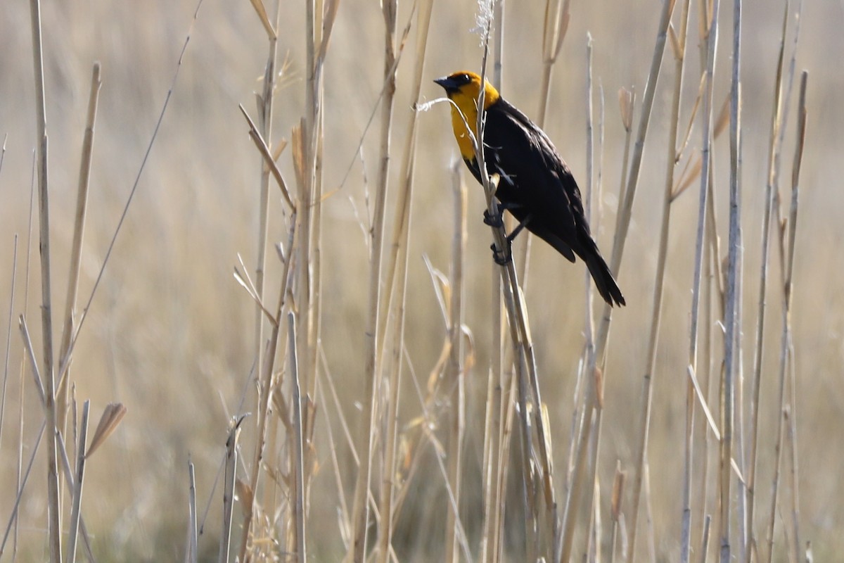 Yellow-headed Blackbird - ML148413231