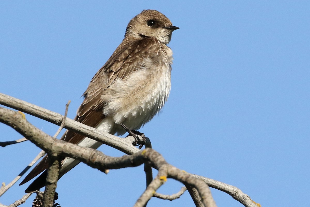 Northern Rough-winged Swallow - Stephen Fettig