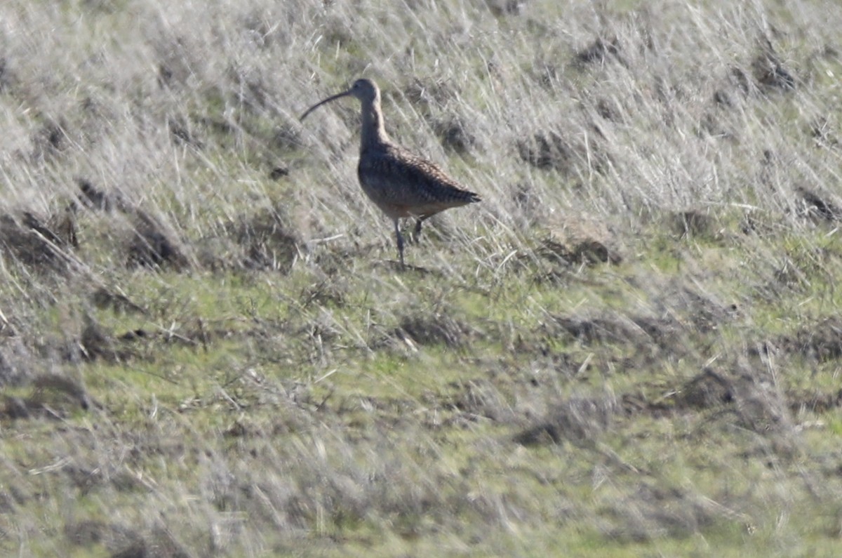 Long-billed Curlew - ML148413741