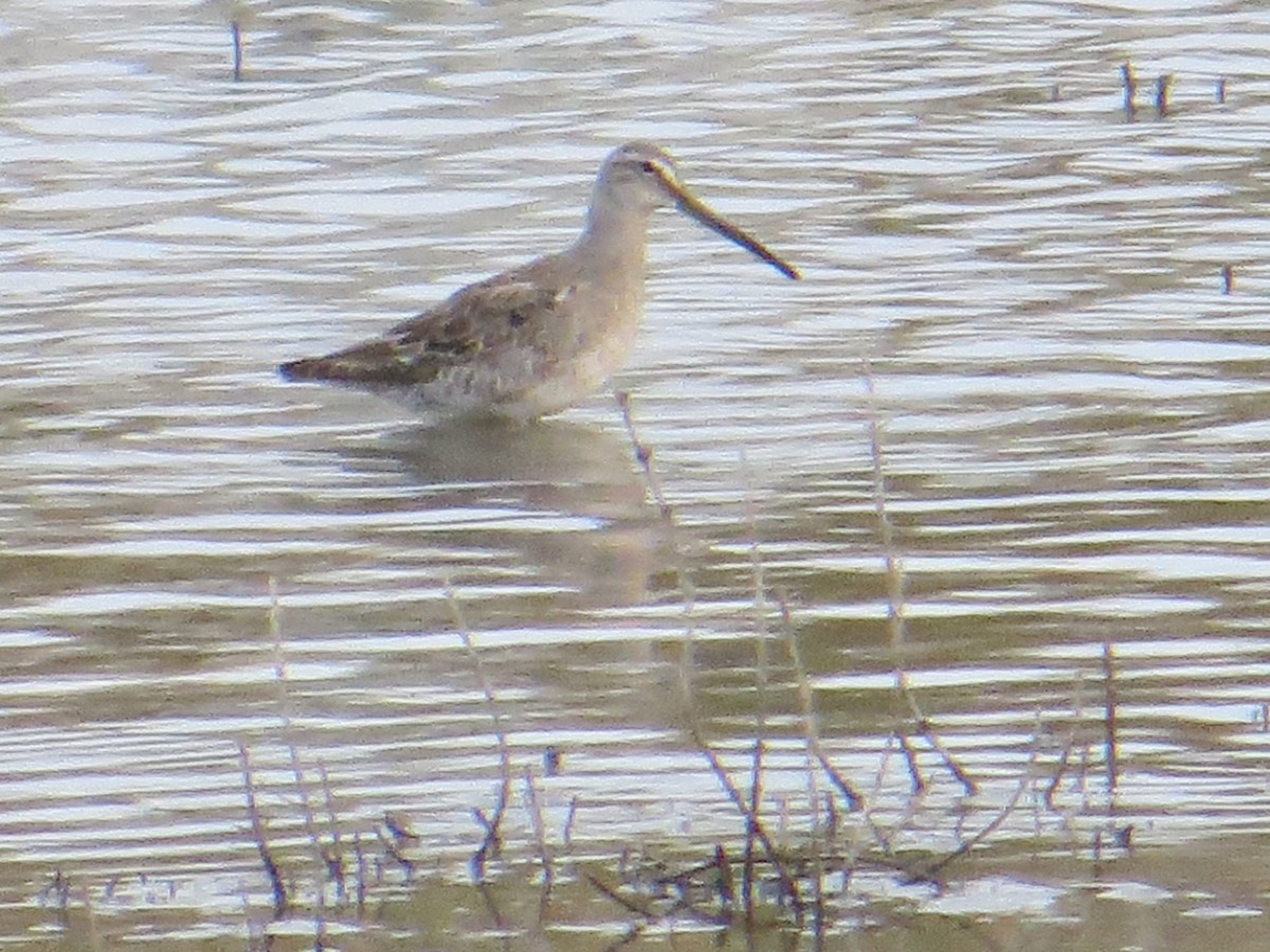 Long-billed Dowitcher - ML148413871