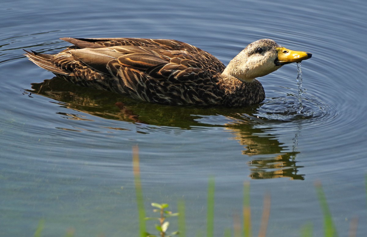Mottled Duck (Florida) - Bill Winkler