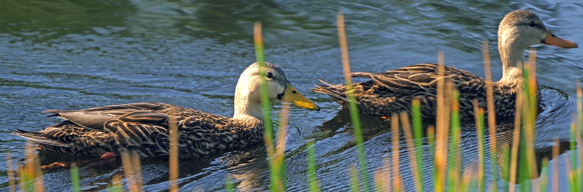 Mottled Duck (Florida) - Bill Winkler