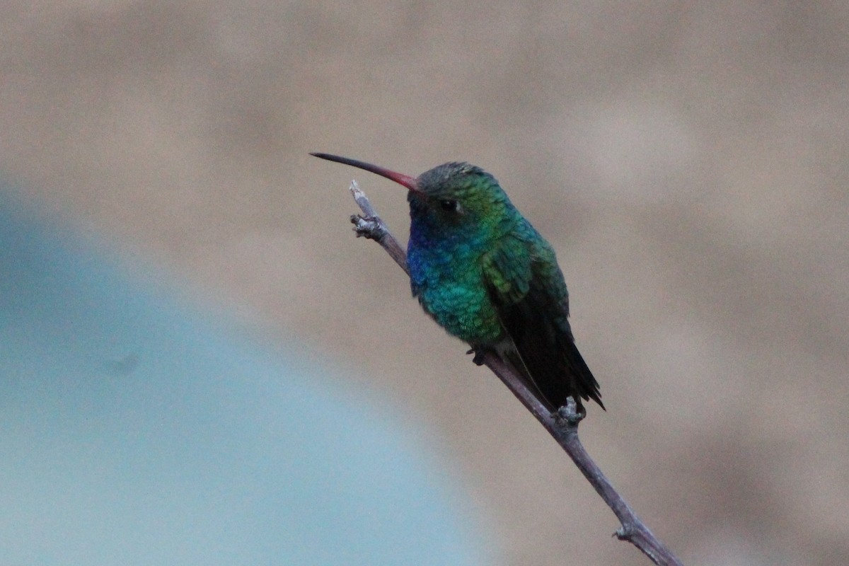 Broad-billed Hummingbird - Corey Lange