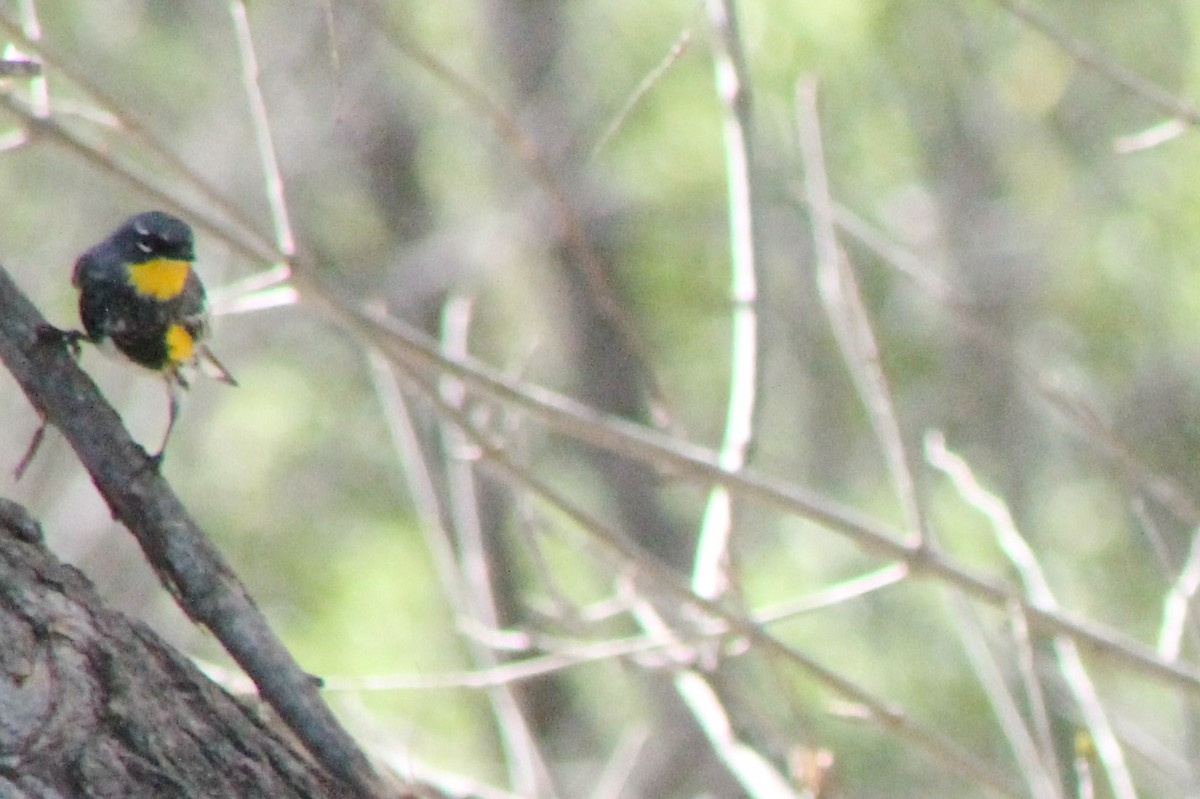 Yellow-rumped Warbler (Myrtle x Audubon's) - Corey Lange