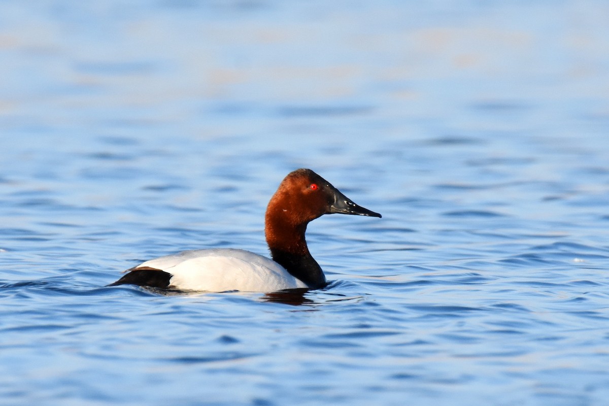 Canvasback - Andy Bankert
