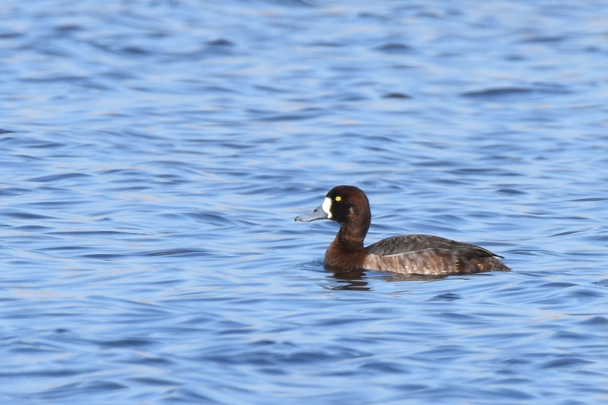 Greater Scaup - Andy Bankert