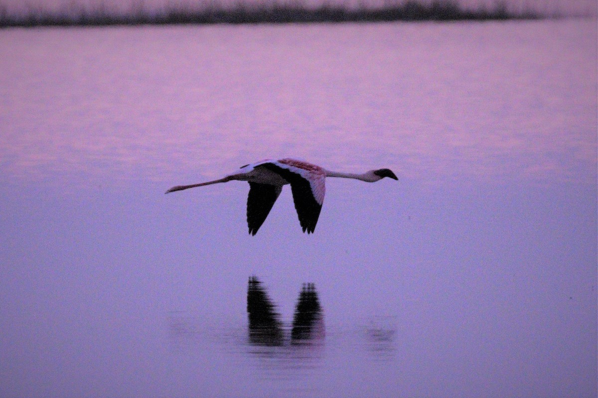 Lesser Flamingo - David  Bound