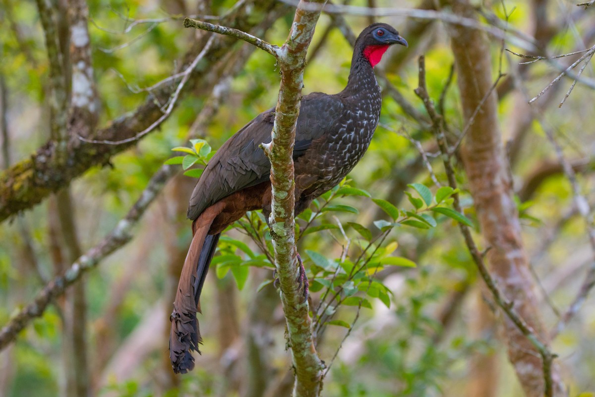 Crested Guan - ML148420551