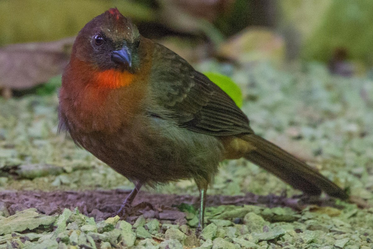 Red-throated Ant-Tanager - ML148421731