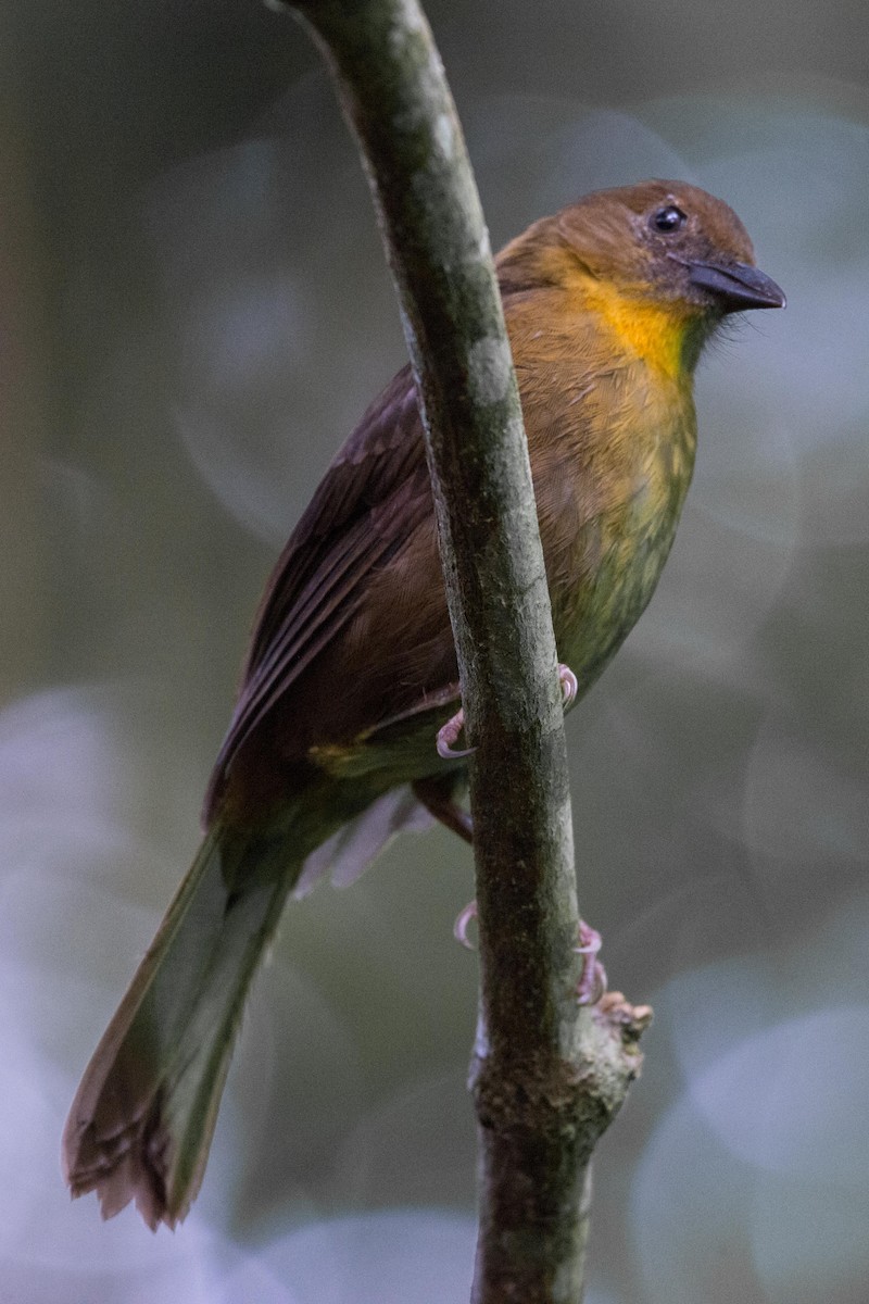 Red-throated Ant-Tanager - ML148421751