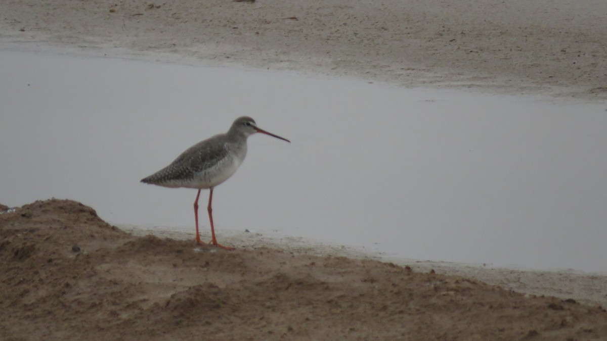 Spotted Redshank - ML148422741