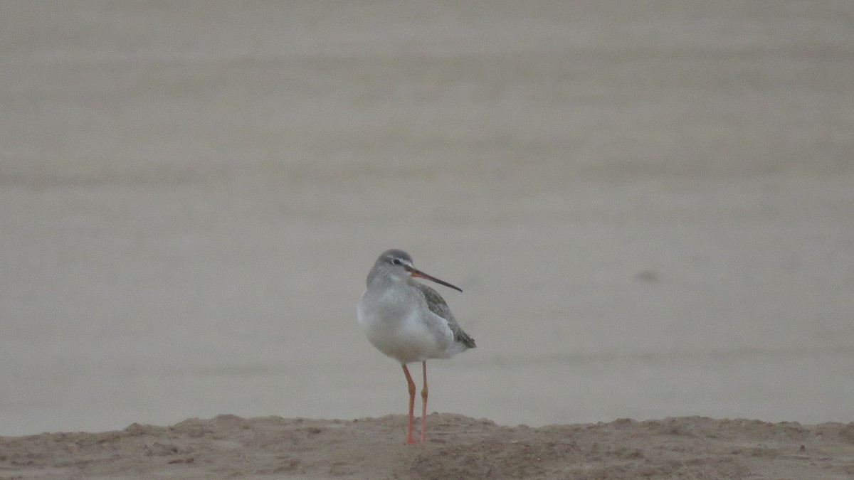 Spotted Redshank - ML148423151