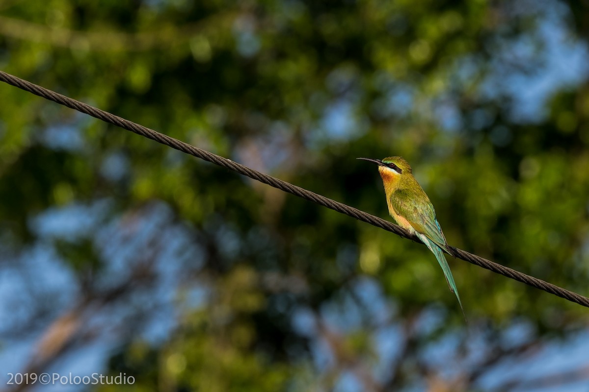 Blue-tailed Bee-eater - Wei Yan