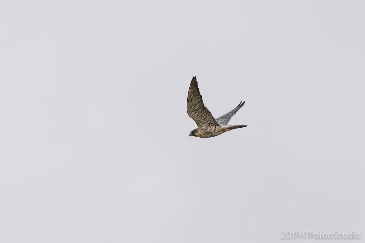 Peregrine Falcon (Tundra) - Wei Yan