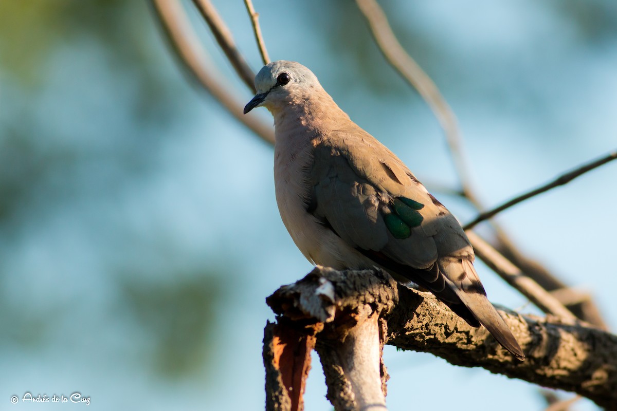 Emerald-spotted Wood-Dove - ML148428211
