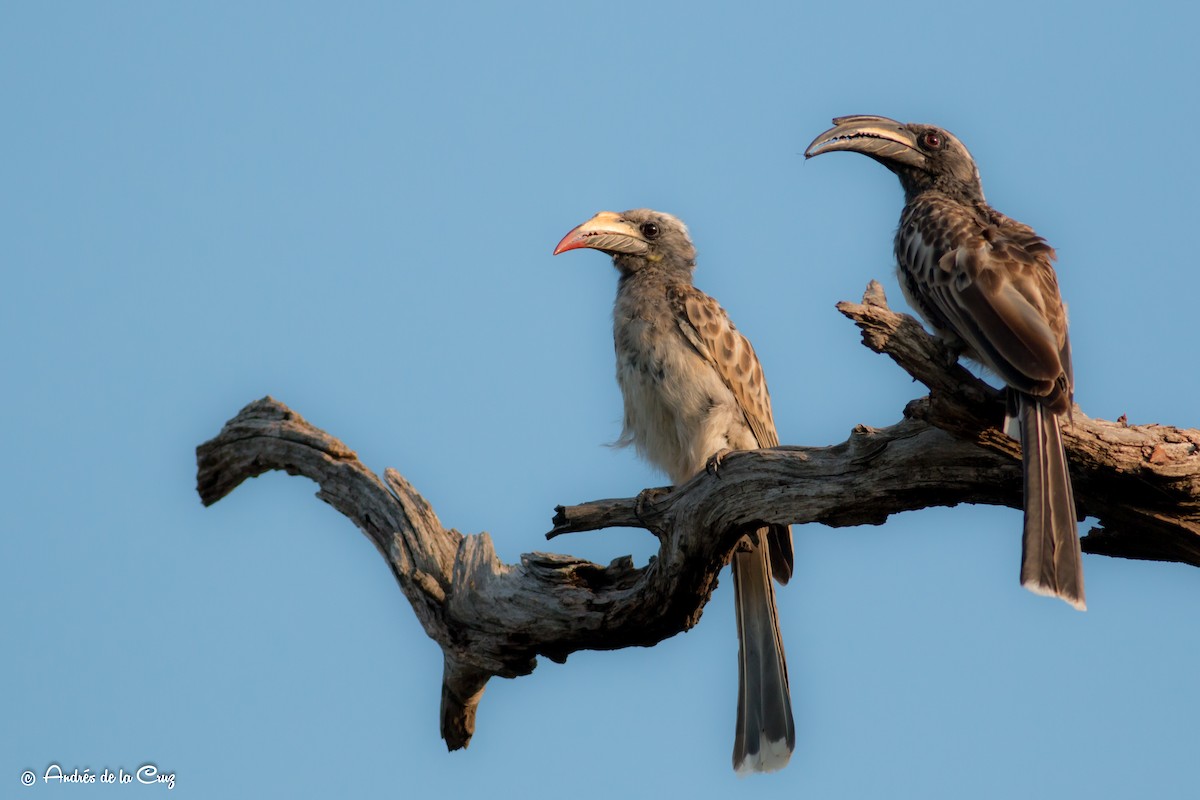 African Gray Hornbill - Andres de la Cruz Muñoz