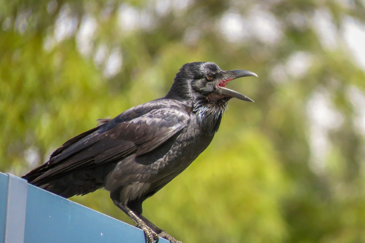 Australian Raven - Kent Warner