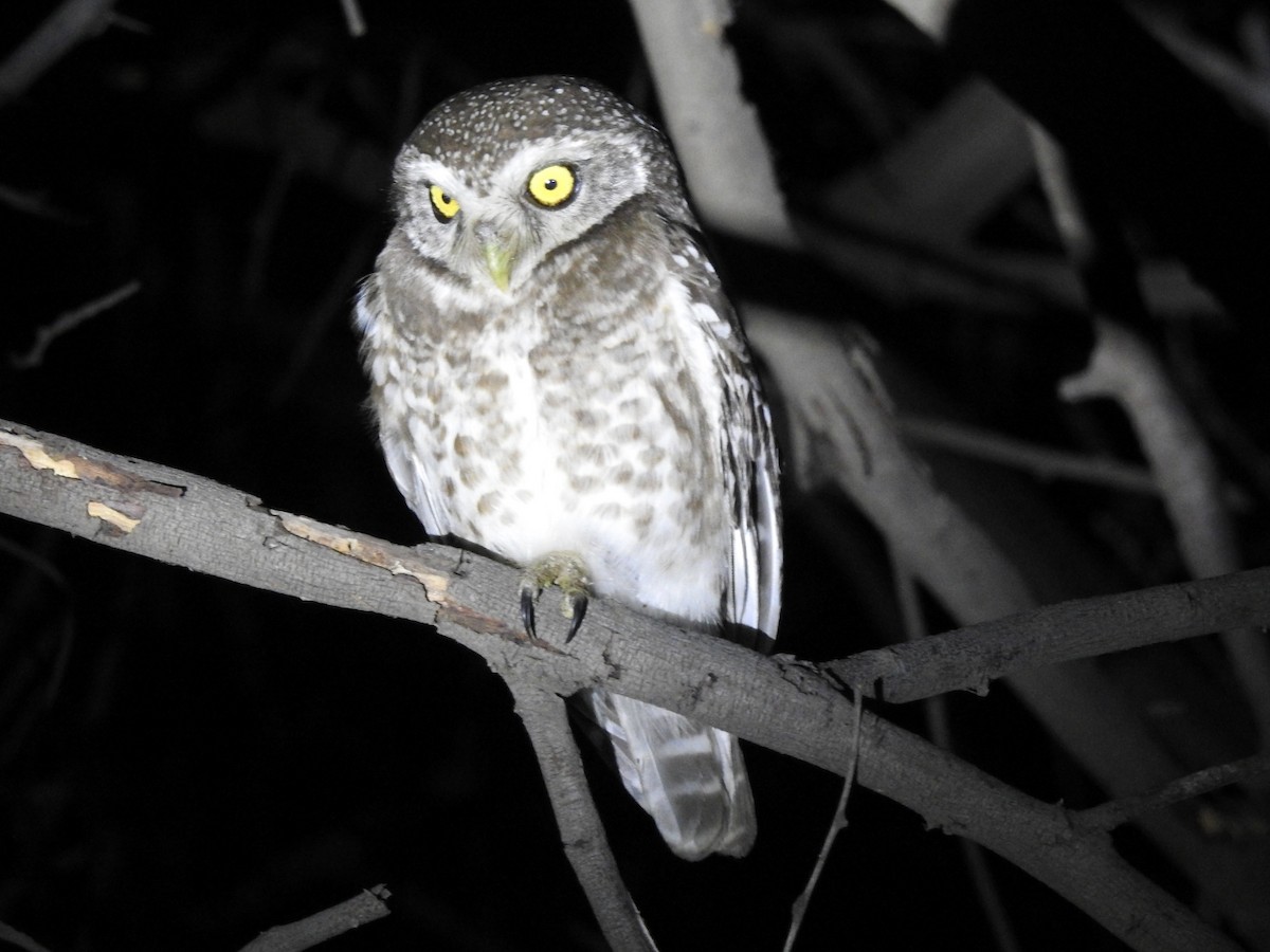Spotted Owlet - Samir   e