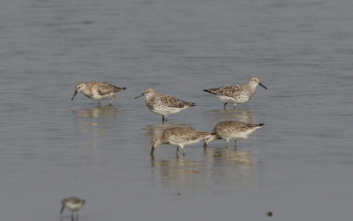 Great Knot - ML148433221